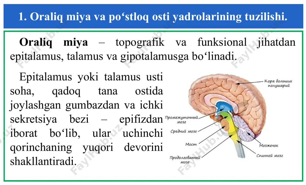 ʻlmaydi va afferent impulslarni spetsifik proyeksion yadrolardan oladi. ushbu guruhning uchta yadrolari poʻstloqning bosh assotsiativ sohalari bilan aloqalarga ega, ya’ni yostiqcha yadrosi – poʻstloqning ensa va chakka sohalari bilan bogʻliq, orqa lateral yadro – ensa poʻstlogʻi bilan, medial dorsal yadro – peshona sohasi bilan bogʻliq. toʻrtinchi, oldingi yadro – katta yarim sharlarning limbik poʻstlogʻi bilan aloqaga ega. demak, assotsiativ yadrolar yuksak integrativ jarayonlarda ishtrok etsa kerak, lekin ularning funksiyasi yaxshi oʻrganilgan emas. motor yadrolar qatoriga ventrolateral yadro kiradi va u miyacha va bazal gangliyalardan kirish joyiga ega va bir vaqtning oʻzida katta yarim sharlar poʻstlogʻining motor sohasiga proyeksiyalanadi. ushbu yadro, harakatlarni boshqarish tizimiga qoʻshilgan. 1. oraliq miya va poʻstloq osti yadrolarining tuzilishi. nospetsifik yadrolar – talamusning katta guruh yadrolari boʻlib, funksiyalari jihatidan stvolning retikulyar formatsiyasi bilan bogʻliq. talamusning oʻrta va introlaminar yadrolar guruhi, aynan shu yadrolar qatoriga kiradi va ular retikulyar formatsiyadan koʻtariluvchi tolalardan afferent kirish joyiga, bundan tashqari, talamusning …