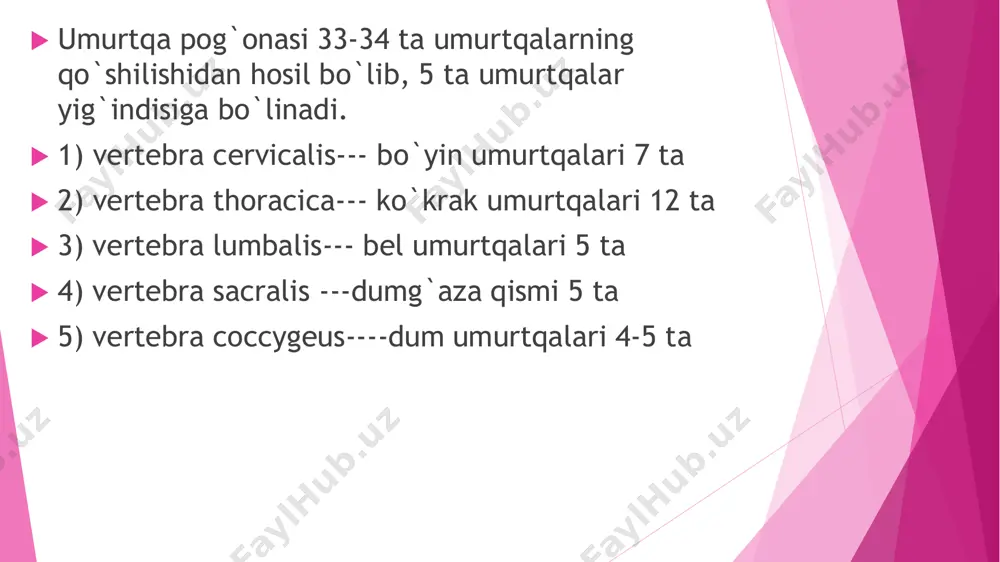 o‘siqchasi nisbatan uzun bo‘lib, uchi pastga qaragan. bo‘g‘im o‘siqchalari fron tal sath da joylashgan, ust ki bo‘ g‘im yuza lari orqaga, ost ki bo‘ g‘im yuzalari oldinga qaragan bo‘ladi  bel umurtqalari (vertebra lumbales) 5 ta (29-rasm) bo‘ lib, ularga og‘irlik ko‘p tush gani uchun tanasi kattalashgan va loviyasimon shaklda. umurtqa teshigi uchburchak shaklida. ko‘ndalang o‘siqchasi rudiment holidagi qovurg‘a bo‘lgani uchun qovurg‘a o‘siqchasi deyiladi. u uzun frontal sathda joylashgan. bu o‘siqchaning orqa yuzasining asosida qo‘shimcha o‘siqcha bor. o‘tkir qirrali o‘siqchasi qisqa, yassi, uchi qalinlashgan va orqaga qaragan. bo‘g‘im o‘siqchalari yaxshi rivojlangan, ularning bo‘g‘im yuzalari sagittal sathda joylashib, ustki o‘siqchada medial tomonga, pastkisida esa lateral tomonga qaragan ustki bo‘g‘im o‘siqchasining yon tomonida uncha katta bo‘lmagan so‘rg‘ichsimon o‘siq cha bor.  dumg‘aza umurtqalari (vertebrae sacralis) 5 ta bo‘lib, o‘smirlik davrida o‘zaro birikib, uchburchak shaklidagi bitta butun dum g‘aza suyagini hosil qiladi (30- rasm). uning yuqorigi kengaygan dumg‘aza suyagining asosi, pastga va oldinga …