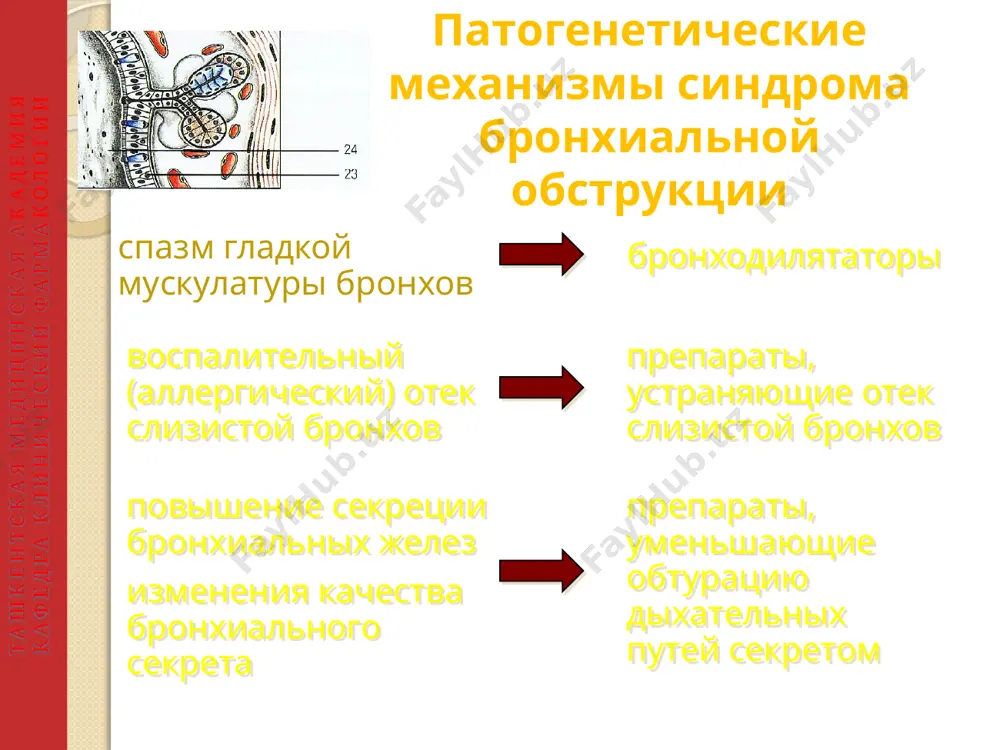 л) по потребности, но не более 3-4 ингаляций в сутки. тяжелое течение ингаляционные кортикостероиды (беклометазона дипропионат) в дозе 800-2000 мкг/сут. поддерживающие дозы пероральных кортикостероидов (преднизолон) длительными курсами или постоянно. β2-агонисты короткого действия (сальбутамол) по потребности, но не более 3-4 ингаляций в сутки. + теофиллины длительного действия (теопек по 1 таблетке 2 раза/сут). + антихолинергические препараты (ипратропиума бромид). шаг-1 бронходилятаторы по требованию короткодействующие в2-стимуляторы(до 1 раза в сутки) ингаляционно сальбутамол(вентолин) 5 мг или тербуталин 10 мг по 1-2 вдоха ташкентская медицинская академия кафедра клинический фармакологии шаг-2 короткодействующие в2-стимуляторы по требованию регулярный прием стандартных доз ингаляционных кортикостероидов: будесонид или бекламетазон или регулярно - кромолин (интал)или недокромил заменить кромолин или недокромил на стандартные дозы стероидных ингаляторов, если нет эффекта ташкентская медицинская академия кафедра клинический фармакологии шаг-3 короткодействующие в2-стимуляторы по требованию регулярные стандартные дозы ингаляционных кс плюс регулярный прием длительно действующих ингаляционных в2 стимуляторы(сальмотерол 50мкг*2р/сут или формотерол12мкг *2р/сут) ташкентская медицинская академия кафедра клинический фармакологии …