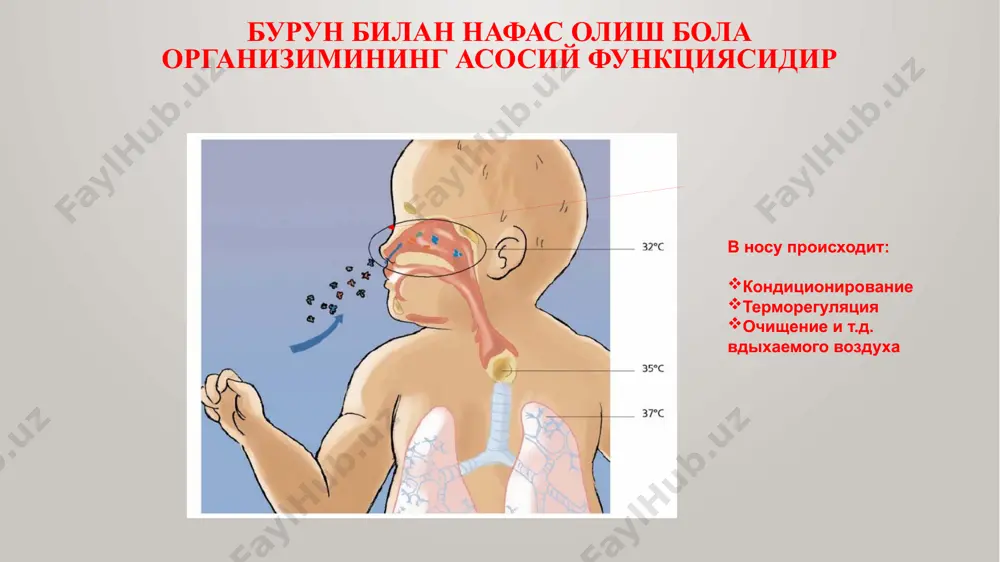 осий белгилари 8. aртериал гипертензия - бош оғриғи, темпорал сохада пулсация, бош айланиши, летаргия, овқатланиш билан боғлиқ бўлмаган кўнгил айниш, такрорий бурун қонашлари ҳақида шикоятлар бўлиши мумкин. гипертензив криз - қон босимининг кескин ошиши. каттик бош оғриғи, қусиш, юракдаги оғриқ, юрак уриши, кўришнинг хиралашиши, эшитиш, уйқусизлик ва қўлларнинг титраши бўлиши мумкин. 9. қон томирлари этишмовчилиги ва айрим юрак нуқсонларида артериал гипотензия кузатилади. қон aйлaниш аъзолaри кaсaлликлaрининг асосий белгилари . 1. юрак-қон томир этишмовчилиги - миокард қисқаришининг бузилиши ва / ёки қон томирларининг шикастланиши, бунда органлар ва тўқималар зарур миқдорда қон билан таъминланмайди. қон томирлари этишмовчилигининг намоён бўлиши: ҳушидан кэтиш, коллапс, шок қон aйлaниш аъзолaри кaсaлликлaрининг асосий белгилари ҳушидан кэтиш - қисқа муддатли хушини йўқотиш сабаблари: - қўрқув, эмоционал стресс, - қонни курганда, - оғриқ, - горизонтал ҳолатдан вертикал ҳолатга тез ўтиш, - узоқ вақт давомида ҳаракатсизлик, - димланган хонада қолиш. .. ҳушидан кэтиш кўринишлари: - ҳолсизлик, бош айланиши, - кўнгил …