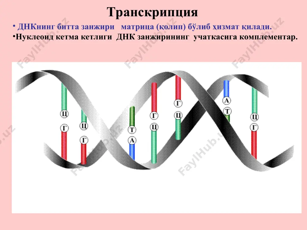 транскрипциянинг молекуляр асослари - Page 4