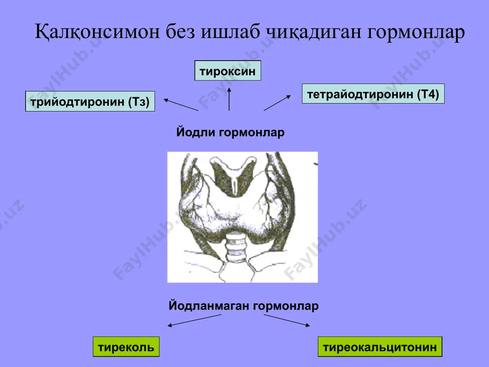 қалқонсимонбез касалликлари - Page 5