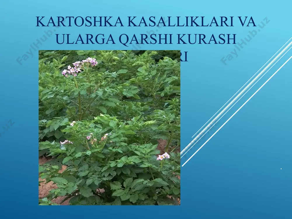 uyosh nurlaridan himoyalangan pastki barglarda paydo bo'ladi. agar ob-havo nam bo'lsa, unda kech blightning birinchi belgilari paydo bo'lgan paytdan boshlab bir necha kun ichida kartoshkaning barcha tepalari ta'sir qilishi mumkin. ildizlar kasal tepalardan yuqadi, chunki yomg'ir paytida qo'ziqorin namlik tomchilari bilan birga tuproqqa yuviladi. tupning shikastlanishi ildiz yuzasida bo'lganda o'simliklarning yomon hillingi bilan ortadi. o'rim-yig'im paytida kech blightning shikastlanishini aniqlash juda qiyin, faqat 2-3 hafta o'tgach, ildizlarda odatiy dog'lar paydo bo'ladi. kasallik poya va poyalarda ham jigarrang chiziqlar shaklida namoyon bo'ladi. tupni kesishda pulpada til shaklida jigarrang dog'lar ko'rinadi. saqlangan bunday ildiz, qoida tariqasida, chiriydi. nazorat choralari ta'sirlangan o'simlik qoldiqlarini yo'q qilish kerak, shuningdek, o'z vaqtida va juda chuqur kartoshkani, tepalari yopila boshlagan davrga qadar; majburiy ariza o'simlik oldidan unib chiqish ; kasal tepalarni yo'q qilish va olib tashlash; ildiz mevalarni saqlashdan oldin yaxshilab quritilishi kerak; tomurcuklanma davridan boshlab va gullash davri boshlanishidan oldin o'simlik mis sulfat eritmasi (10 litr …