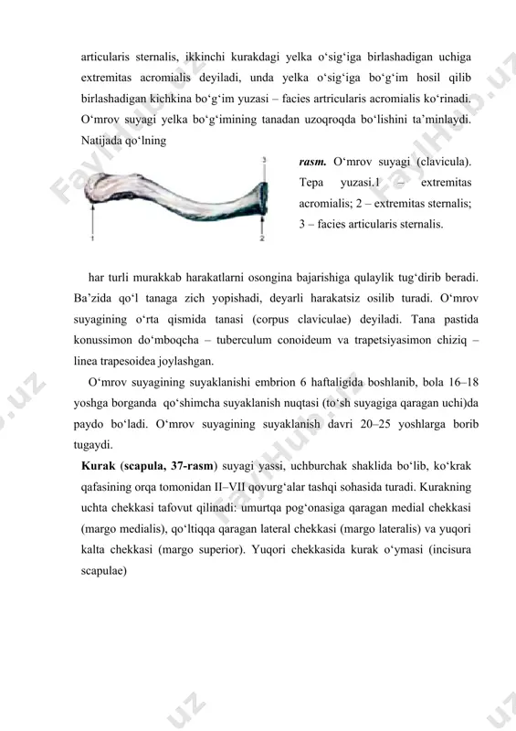 shu yuzadagi bir necha g‘adir-budur chiziqdan kurak osti muskuli boshlanadi. kurakning orqa yuzasi baland qirra (spina scapulae) bilan ikkita teng bo‘lmagan qismga bo‘lingan bo‘ladi. qirraning tepasidagi qirra usti chuqurchasi fossa supraspinata, pastki chuqurcha fossa infraspinata deyiladi. bu chuqurchalarga shu nomdagi muskullar yopishib turadi. kurakning baland qirrasi lateral tomonga davom etib, baquvvat yelka o‘sig‘i – akromion (acromion) bo‘lib tugaydi. ana shu o‘siq uchidagi bo‘g‘im yuzasi faeies articularis acromialis orqali o‘mrov bilan bo‘g‘im hosil qilib qo‘shiladi. qo‘lning erkin turgan bo‘limidagi suyaklar yelka suyagi (humerus, 38,-rasm) rosmana uzun naysimon suyaklar turkumidan bo‘lib, unda tana – diafiz (corpus humeri), ikkita (yuqori va pastki) uchi – epifizlar va ular o‘rtasida joylashgan metafiz farqlanadi. yelka suyagining yuqori uchi sharsimon to‘mtoq boshcha (caput humeri) bo‘lib tugaydi. boshcha suyakning qolgan boshqa qismlaridan unchalik chuqur bo‘lmagan ariqcha – anatomik bo‘yincha (collum anatomicum) orqali ajralib turadi; ana shu bo‘yinchaning pastki tomonida ikkita do‘mboqcha (lateral tomonda kattarog‘i – tuberculum majus va …