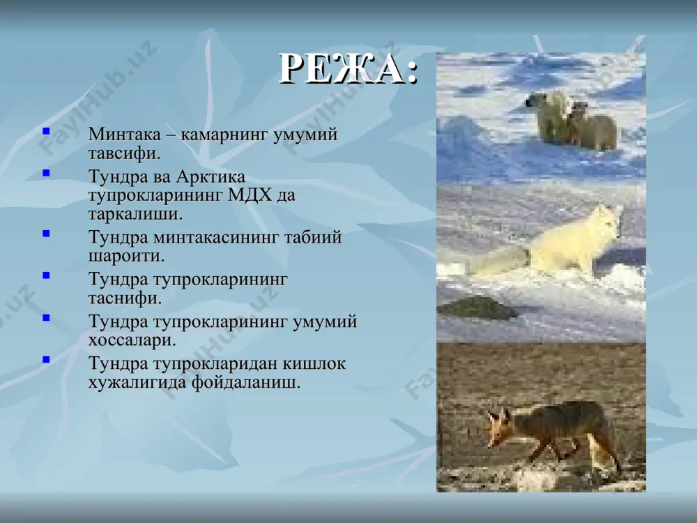 даги кум ва кумлок тупрокларида 1,0-1,5 м, соз тупрокларда 0,7-1,0 м ва торфли боткок тупрокларида эса 0,5 м, баҳзан бундан хам камрок булиши мумкин. р е л ь е ф и. тундранинг рельефи енисей дарёсигача асосан бир хил текислик булиб, баҳзи жойлардагина кичик тепаликлар, шунингдек дарё водийлари ва кулларнинг урни учрайди. енисейдан шаркда таймир ярим ороли платоси булиб, унда бирранга номли паст тог тизмаси бор. ярим оролдан шаркрокда шимолий сибирь паст текислиги жойлашган. тундранинг шаркий кисми лена дарёси этагидан то беринг бугозигача тогликлардан иборат. тупрок пайдо килувчи жинслар. тундра зонасининг текислик кисмидаги тупрок пайдо килувчи она жинсларининг купчилиги механикавий таркиби хар хил булган (кум, кумлок ва кумок ва х.к.) мореналар, денгиз ёткизиклари, дарё аллювиал ёткизикларидан иборат. булардан ташкари, кул ёткизиклари, денгиз террасиларидаги ёткизикларда шунланган тог жинслари хам учрайди. у с и м л и к л а р и. тундранинг шимолий арктика кисмининг иклим шароити дарахтлар усиши учун кулай эмас. …