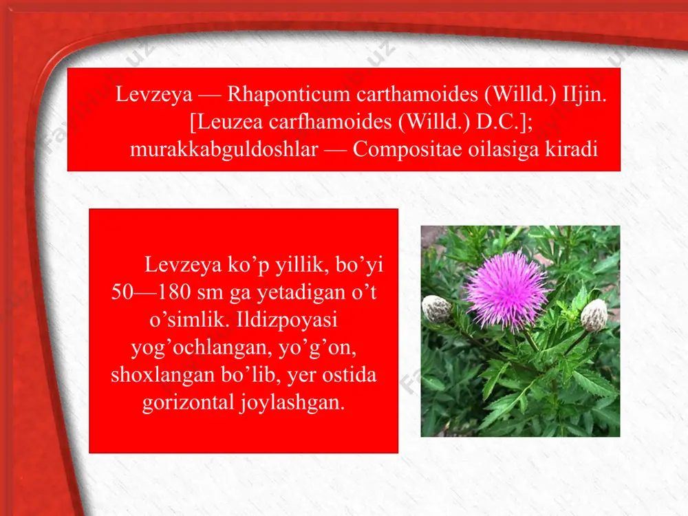 belladonna, levzeya va na’matak o’simliklar o’stirish texnologiyasi - Page 5