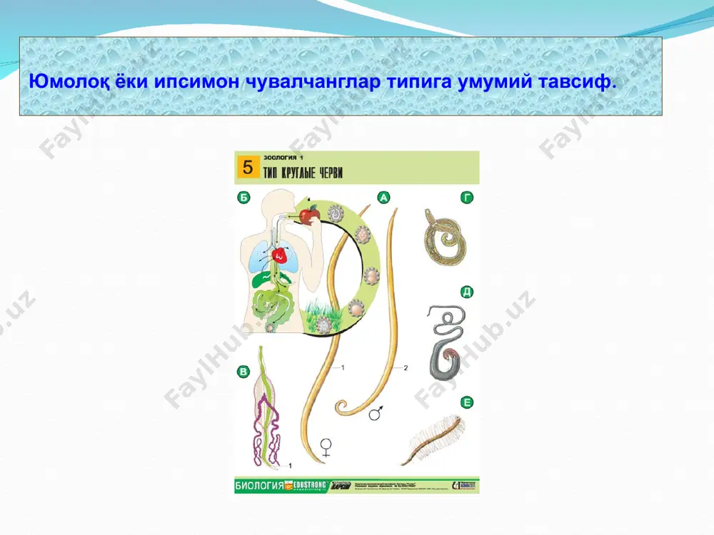 юмолоқ чувалчанглар (nemathelmintes) типи - Page 4