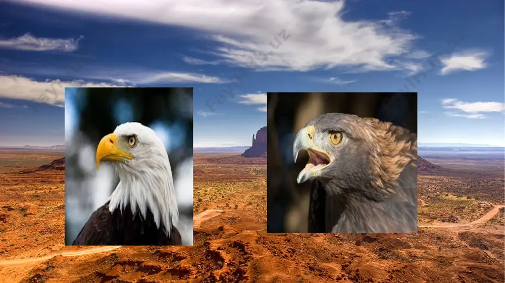 lar - burgut, dasht burguti, qirg'iy burgut va boshqalar ovchilikda eng ko’p ishlatiladigan lochin turlari lochin (falco peregrinus) falcon merlin qushi. maxsus terminologiya lochinlar va lochinlar asirlikda ko'paymagani uchun ular uyadan jo'ja sifatida olinadi yoki parvoz paytida maxsus to'r ("kutney") bilan ushlanadi. turli yoshdagi ushlangan qushlar boshqacha nomlanadi. uyadan olib tashlangan, o'zi hali uchib chiqa olmagan o'sha patli "uya" deb ataladi; mavsumiy migratsiya paytida tuzoqqa tushib qolgan - "o'tayotgan", mahalliy parvozlari paytida (birinchi ko'chishdan oldin) qo'lga olingan - "chaqaloqlar" (yoki "sharbat"), birinchi "yuvilgan" dan keyin tutilgan - bir yoshli lochin ) va kattalar tomonidan ushlangan va etuk - "yovvoyi" (yoki "o'g'irlanmagan", shuningdek, "mornoy". "mornoy" - bu "och, oriq, zaif" so'zi. bu doimiy ravishda ushlab turilishi kerak bo'lgan qushdir. ko'nikish (och qolish) uchun yarim ochlik holati s.t.aksakov o'z asarida yozadi. orenburg viloyatidagi miltiq ovchisining eslatmalari:“... va agar o'tgan yilgi kalxat uchrasa va ovchi xohlasa, boshqalar yo'qligida, u albatta bunga chidaydi, demak, …