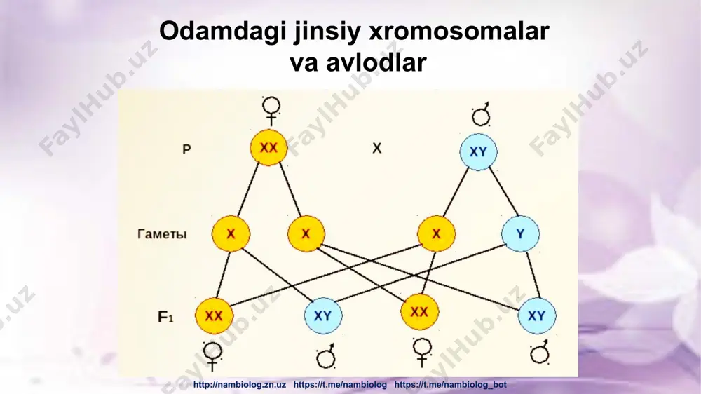 "jins genetikasi" mavzusidagi televizion dars - Page 5