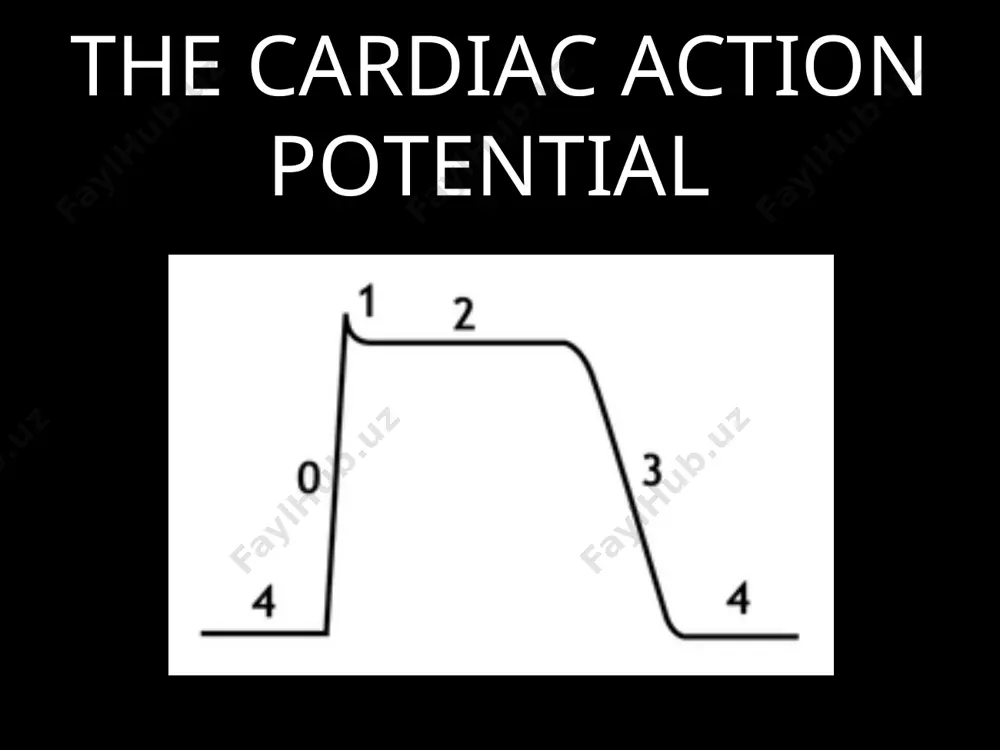 inide, and propafenone indicated for the treatment of life-threatening ventricular tachycardia or ventricular fibrillation, or symptomatic pvcs * class ia as you can see here, it blunts the upstroke and prolongs phase 2 * class ia-procainamide procainamide n-acetyl procainamide analog of the local anesthetic procaine long term oral treatment poorly tolerated (can cause lupus syndrome) blocker of open na+ channels only has an cardioactive metabolyte (can also work as produg), procainamide and n-acetyl procainamide napa only blocks potassium channels metabolized into napa in the liver * class ib the ib drugs blunt the upstroke slightly because it is a weak sodium channel blocker, but it also has action at potassium channels which is why it shortens the action potential duration * class ib-lidocaine local anesthetic also used in the acute intravenous therapy of ventricular arrhythmias blocks both open and inactivated cardiac na+ channels exerts greater effects in ischemic or rapidly …