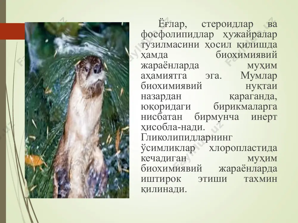 ий мумлар таркибида юқорида кўрсатилган эфирлардан ташқари, оз миқдорда спирт, эркин ёғ кислоталар ва қисман тоқ какрбон атомларидан иборат бўлган углеводородлар ҳамда қисман рангли ва хушбўй моддалар учрайди. * мумлар олинишига қараб ўсимлик, ҳайвон мумлари ва қазилма мумларга бўлинади. булар, айниқса, ўсимликларнинг барги, меваси, новдалари ва танасида оз миқдорда тез-тез учрайди ва юпқа қатлам ҳосил қилади. кўп меваларнинг узоқ вақт бузилмасдан сақланиши ана шу мум қатламининг сифатига боғлиқ бўлади. * мумлар ҳар хил рангдаги (кўпинча сариқ ва кўкимтир) қаттиқ моддалар бўлиб, эриш ҳарорати 30-90ос. мумлар таркибидаги мойларда учрайдиган оддий ёғ кислоталар билан бир қаторда, уларнинг ўзига хос бўлган юқори молекуляр ёғ кислоталар ва спиртлар ҳам мавжуд бўлиб, улар эркин ҳолда ва мураккаб эфирлар шаклида учрайди. * жанубий америкада ўсадиган баъзи пальма дарахтлари баргларида қалинлиги 3-5 мм гача етадиган мум қатлами бўлиб, у карнауб муми деб аталади ва асосан церитинат – мерицил эфирдан иборат. у сарғиш-кулранг бўлиб, ўсимликлар таркибидаги намни буғланиб …
