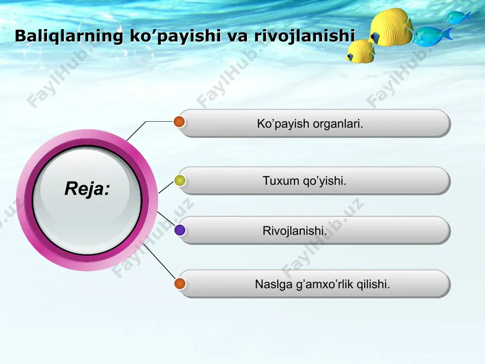 boshlaydi.yilning oxiriga kelib,ularning uzunligi 5-10 santimetrga yetadi. naslga g’amxo’rlik qilish zog’ora baliqning nasliga g’amxo’rlik qilishi tuxum qo’yish uchun joy tanlashdan iborat.tuxum qo’ygan baliq bu joyni tark etadi.nasli to’g’risi-da g’amxo’rlik qilmaydigan baliqlar,odatda,juda ko’p tuxum qo’yadi.masa lan,okun 300.000 gacha,treska bir necha million tuxum qo’yadi.chunki tuxumlari va lichinkalarining juda ko’p qismi oshqa hayvonlarga yem bo’ladi. ayrim baliqlarning nasli to’g’risida ga’mxo’rlik qilish instinkti kuchli ri-vojlangan.chuchuk suv tikanbalig’ining erkagi urchish davrida suv o’tlari-ni so’lak bezlari ishlab chiqaradigan suyuqlik bilan yopishtirib,urg’ochilari uchun qulay uya yasaydi.bu uyaga bir necha urg’ochi baliq tuxum qo’yadi. erkak baliqlar uyaga qo’yilgan tuxumlarni urug’lantiradi va tuxumdan chiqqan baliqchalarni mustaqil oziqlana oladigan bo’lguncha himoya qili-shadi (65-rasm).dengiz otchasi erkaklari tuxumlarini qornidagi maxsus xaltachasida olib yuradi.afrika tilyapiya balig’ining erkaklari urg’ochilari tashlagan tuxumlarni og’iz bo’shlig’ida olib yuradi.biror xavf tug’ulgudek bo’lsa,hatto yosh baliqchalari ham erkak baliqning og’ziga kirib yashirinib oladi. o’tilgan mavzu bo’yicha mustahkamlash 1.baliqlarning jinsiy hujayralari qayerda yetiladi ? 2.baliqlarning ko’payish instinkti qanday namoyon bo’ladi ? …