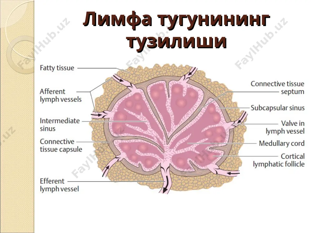 limfa sistemasi - Page 4