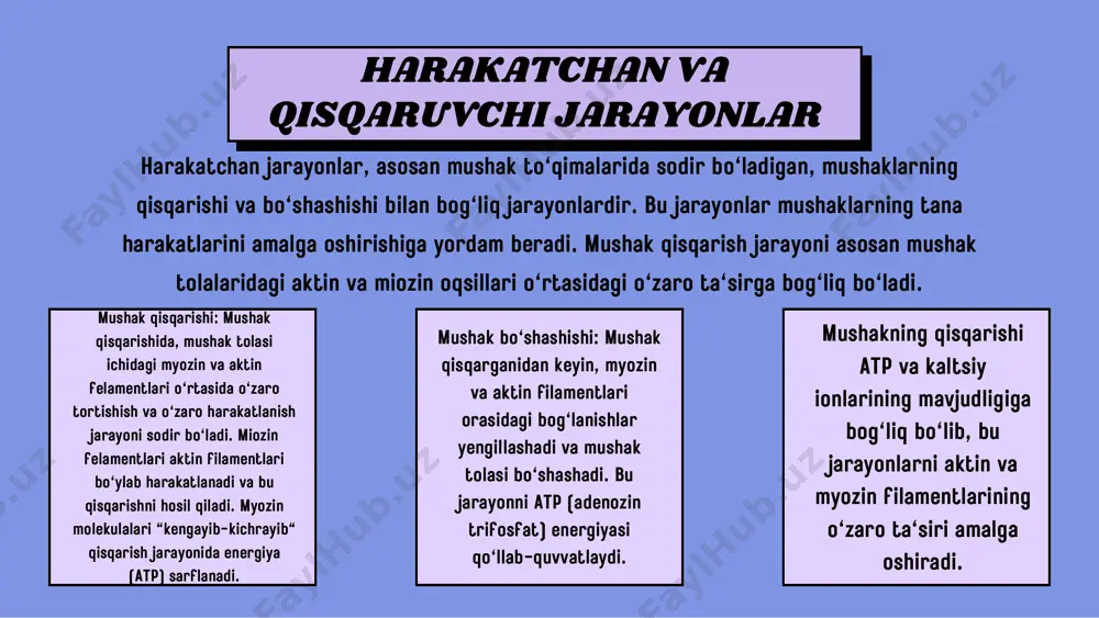 unksiyasi: tropomyozin — bu aktin filamentlarining ustida joylashgan oqsil bo'lib, u mushak qisqarish jarayonini boshqarishda ishtirok etadi. u aktin filamentlarini bloklab, myozinning aktin bilan bog'lanishiga to'sqinlik qiladi. qisqarish jarayonida kaltsiy ionlari tropomyozinni joyidan siljitadi, shunda myozin va aktin o'rtasida bog'lanish amalga oshadi. 3. tropomyozin struktura: tropomyozin uzun zanjirli oqsil bo'lib, u aktin filamentlari bo'ylab joylashadi. 4. troponin funksiyasi: troponin — bu tropomyozin bilan birga ishlaydi va mushak qisqarishining regulyatsiyasini ta'minlaydi. troponin o'z ichiga uchta komponentni oladi: troponin c (kaltsiy ionlari bilan bog'lanadi), troponin i (tropomyozin bilan bog'lanib, uning faoliyatini nazorat qiladi) va troponin t (tropomyozin bilan bog'lanadi). shu tarzda, mushak qisqarish jarayonida aktin, myosin, tropomyozin, troponin va boshqa oqsillar birgalikda ishlaydi, mushakning samarali va aniq qisqarishiga sabab bo'ladi. struktura: troponin c kaltsiy ionlari bilan bog'lanadi, bu troponinning boshqa qismlarining holatini o'zgartirib, tropomyozinni aktindan yengillashtiradi va myozinning aktin bilan bog'lanishini ta'minlaydi. 5. titin umumiy jarayon mushak qisqarish jarayonida, kaltsiy ionlari mushak …