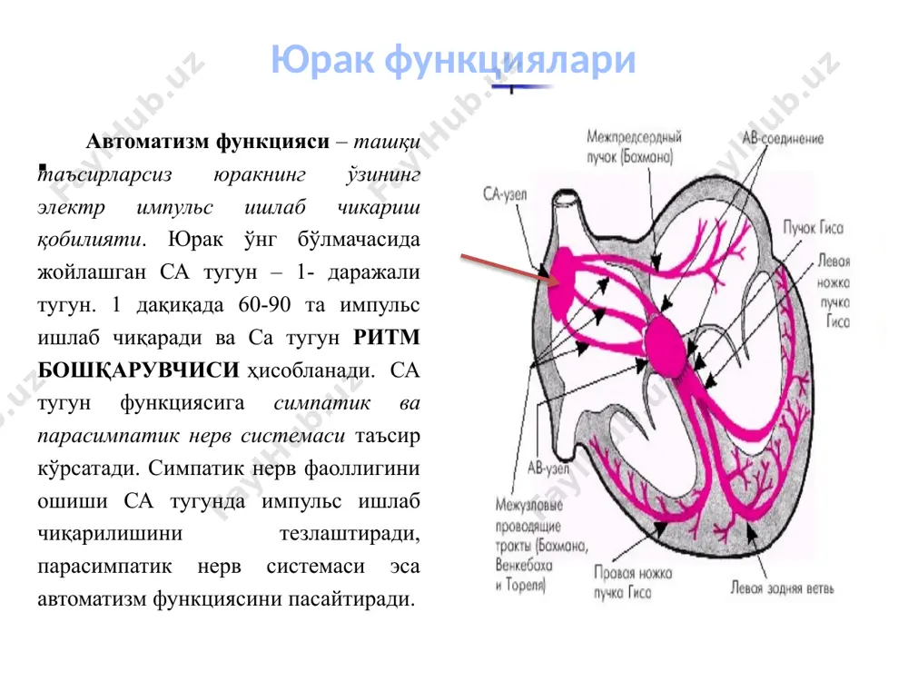 ани бирлаштириш орқали амалга оширилади ва у тармоқ деб аталади. амалиётда экгни 12 тармоқларда қайд қилиш кенг қўлланилади: а) учта стандарт (классик) тармоқлар – улар i, ii ва iii рим рақамлари кўринишида белгиланади; б) учта қўл ва оёқлардан кучайтирилган бир қутбли тармоқлар - ayr, ayl ва ayf кўринишида ифодаланади; в) олтита кўкрак тармоқлари – y1, y2, y3, y4, y5 ва y6 кўринишида белгиланади . агар 12 та кенг қўлланиладиган тармоқларда қайд қилинган экг ёрдамида юрак зарарланиши ҳақида етарли маълумот олинмаса, қўшимча y7 - y9 дан фойдаланилади. электрокардиограмма стандарт тармоқлар i стандарт тармоқ – ўнг қўл (манфий қутб) – чап қўл (мусбат қутб); ii стандарт тармоқ – ўнг қўл (манфий қутб) – чап оёқ (мусбат қутб); iii стандарт тармоқ – чап қўл (манфий қутб) – чап оёқ (мусбат қутб). стандарт тармоқлар (ўқ – ўнг қўл; чқ – чап қўл; чо – чап оёқ) электрокардиограмма қўл ва оёқлардаги бир қутбли кучайтирилган тармоқлар …