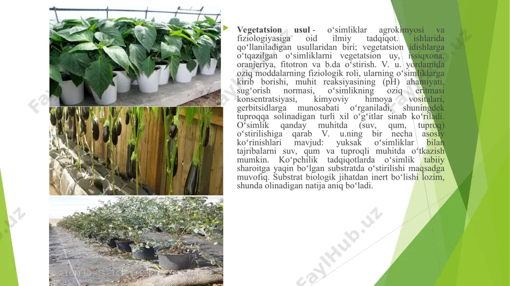 maydonchaga chiqarib qoʻyiladi. v.u. mumkin qadar koʻproq yorugʻlik bilan taʼminlangan va yaxshilab shamollatib turiladigan boʻlishi kerak. shunga koʻra, v.u. lar soya tushmaydigan ochiq joyga quriladi. binoda tajribaga tayyorgarlik koʻrish uchun yordamchi xonachalar ham boʻladi. oʻzbekistondagi qator i.t. institutlarida zamonaviy jihozlangan v.u.lar qurilgan. вегетацион тажриба усуллари илмий тадқиқотларнинг мавзуси, мақсад ва вазифаларига боғлиқ равишда вегетация тажрибалари усулининг тупроқли, сувли, қумли муҳит экинлари, стерилланган муҳитда ёки яккаланган ҳолатда ўрганиш, оқувчан эритмаларда олиб бориш турлари мавжуд.: гидропоника усули сосудлари аэропоника тажриба усули агрегатопоника тажриба усули пластопоника reja: oziq aralashmalar oldiga qo‘yiladigan talablar. aralashmalar tarkibidagi tuzlar usimliklar tomonidan oson o‘zlashtiriladigan shaklda bo‘lishi. oziq aralashmalarning muhiti (rn) butun amal davri davomida talab darajasida saqlanishi. oziq aralashmalar konsentratsiyasi o‘simliklar tomonidan elementlarning yutilishiga kuchli ta’siri. oziq aralashmalar tarkibidagi oziq elementlarning nisbati o‘simliklarning o‘snshi va rivojlanishiga sezilarli ta’siri kirish qumli va suvli muhit tajribalarini o‘tkazishda o‘simliklarning me’yorida o‘sib-rivojlanishini ta’minlaydigan oziq aralashmalardan keng foydalaniladi. oziq aralashmalar o‘z tarkibida o‘simliklarni …