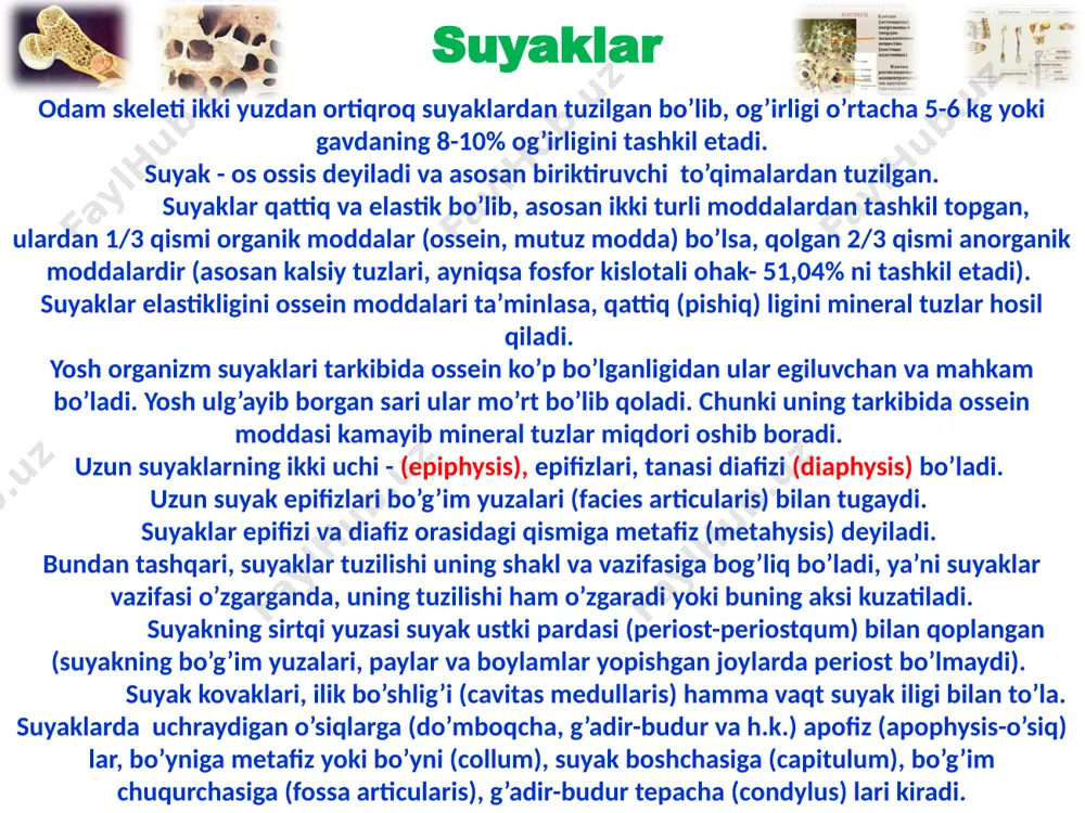 tuxumsion (ellipssimon) yoki egarsimon bo’lgan sodir bo’ladi. 3. agar bo’g’imlar har taraflama harakat qilish xususiyatga ega bo’lsa, ular ko’p o’qli bo’g’im deb ataladi. bunday bo’g’imini hosil qilishida boshi yumaloq (shar) suyaklar qatnashadi (masalan, yelka bo’g’imi, chanoq-son bo’g’imi). bo’g’im turlari umurtqa pog’onasi bo’yin umurtqalari ko’krak umurtqalari bel va dumg’aza umurtqalari dum umurtqalari ko’krak qafasi ko’krak qafasi to’sh suyagi va qovurg’alar image1.jpeg image2.jpeg image3.jpeg image4.jpeg image5.jpeg image6.jpeg image7.jpeg image8.jpeg image9.jpeg image10.png image11.jpeg image12.jpeg image13.jpeg image14.jpeg image15.jpeg image16.jpeg image17.jpeg image18.jpeg image19.jpeg image20.jpeg image21.png image22.jpeg image23.jpeg image24.jpeg image25.jpeg image26.jpeg image27.jpeg /docprops/thumbnail.jpeg