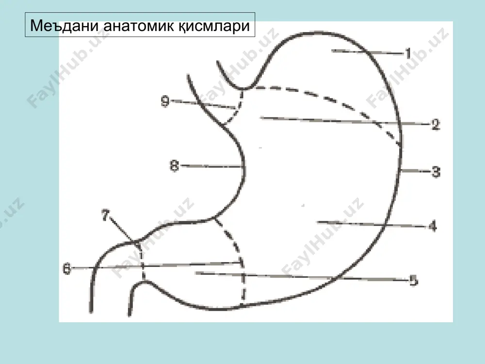 меъда ва ўн икки бармоқли ичак - Page 4