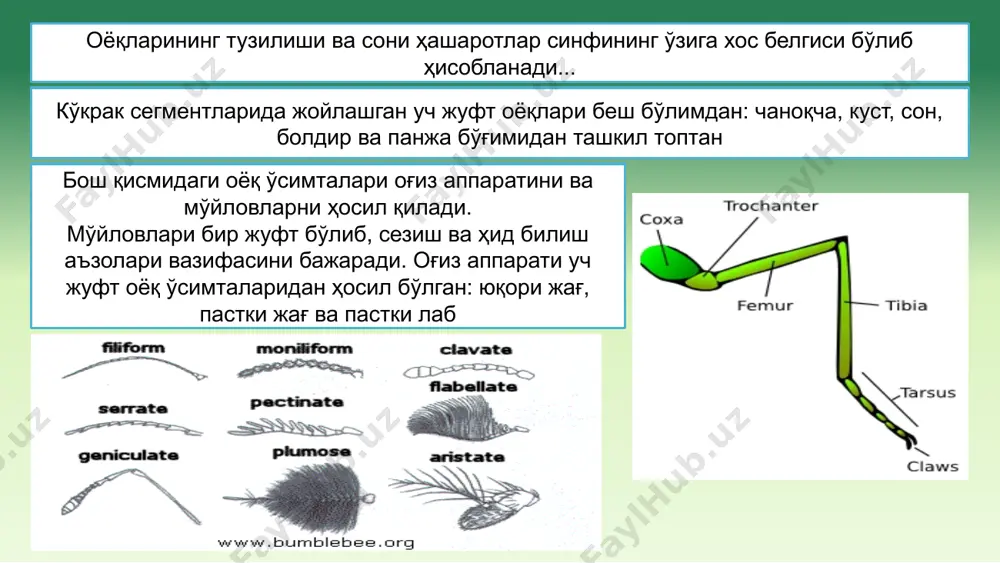 и, сочлар бир-бирга ёпишиб қолади. бит чаққан жойда сўлак (таркибида қон ивишига қарши фермент ҳам бор) тушиб қаттиқ қичишиш, тери пигментациясини юзага келтиради, одамда паразитлик қилиб педикулёз, қов бити – фтириоз касалликларини келтириб чиқаради. болаларда пиодермия гемотопидалар оиласи - haemotopidae қов бити - phthirus pubis одам баданининг тукли жойларида яшайди: қовда, қўлтиқ таги тукида, соқолида, хатто қош-киприкларда. морфологик тузилиши. қов бити бошқа битлардан фарқ қилади: бошчаси аниқ кўриниб туради. кўкрак ва қорин қисми бир-биридан аниқ ажралмаган бўлиб, битлар ичида энг кичкинаси, эркаги - 1 мм, урғочисининг катталиги 1,5 мм. қов бити фтириоз деган касалликни қўзғатади. у ўзининг ясси танаси билан одам терисига маҳкам ёпишиб олади. улар хартумини терига санчиб битта жойдан қимирламасдан, узоқ вақт давомида қон сўради. чаққан жойи тинимсиз кечаю кундуз қичийди ва кўкариб қолади. с. провачек касаллик чақирувчисини аниқлаган, юқиш йўлларини ўрганган, аммо у ҳам ўзи риккетсиялар билан зарарланган битлар устида иш олиб бориб, тажриба учун ўзига касалликни …