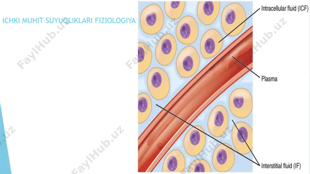 h ham ekskretor faoliyatning bir qismi. qon chiqarib tashlanishi zarur bo`lgan moddalarni ajratuv a‘zolariga yetkazib beradi. boshqaruv faoliyati. ma‘lumki, organizmdagi hamma a‘zo va to‘qimalar qonga fiziologik faol moddalar ajratadi. qon bu moddalarno organizm bo‘ylab tashir ekan, gumoral boshqarilishni amalga oshiradi, a‘zolarni o‘zaro bog‘laydi, organizmni bir butun qilib, muhit o‘zgarishlariga moslashtiradi. kreator faoliyat. qonning bu faoliyatini boshqaruv faoliyatining bir qismi deyish mumkin. bu faoliyat qon plazmasi va shaklli elementlarning axborotga ega makromolekulalarni tashishda ishtirok etishidan iborat. bu makromolekulalar tegishli joyga yetkazilgandan keyin oqsil sintezi, hujayralarning bo`linishi va boshqa jarayonlarga ta‘sir ko‘rsatadi. gomeostatik faoliyat. qon suyuqliklar ph i, osmotik bosimi, elektrolit tarkibi, organik moddalar miqdori va boshqa ko‘rsatkichlarning barqarorligini saqlab turadi va hokazo. haroratni boshqarishdagi ishtiroki. hujayra, to‘qimalar faoliyati natijasida uzluksiz ravishda issiqlik hosil bo`lib turadi. bu issiqlikning ko‘p qismi ichki yirik a‘zolarga (jigar, chuqur joylashgan muskullar, yurak) to‘g‘ri keladi. u bevosita tashqi muhitga ajralmaydi. bu a‘zolarning tomirlaridan o‘tayotgan qon ma‘lum darajada …