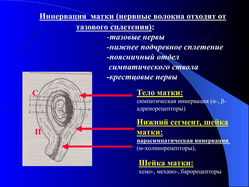 е контакты влияют на работу ионных каналов повышают синтез сократительных белков и простагландинов в миометрии простагландины пг е2 (4 подтипа) - синтезируются в децидульной оболочке, миометрии пг е2 -способствует созреванию шейки матки -влияет на сократительную активность миометрия посредством увеличения содержания в миоцитах кальция и цамф -увеличивает синтез окситоцина, пг f2α пг f2α – синтезируется в децидуальной оболочке, миометрии, тканях шейки матки, плодовой части плаценты пг f2α - вызывают сокращение миометрия посредством увеличения содержания кальция в миоцитах, вызывает длительные сокращения миометрия (в основном в активную фазу родов) адренергическая система в конце беременности в миометрии отсутствуют адренергические нервные окончания в миометрии присутствуют β-и α-адренорецепторы миометрий способен реагировать на циркулирующие в крови катехоламины в родах увеличивается содержание в периферической крови катехоламинов катехоламины изменяют мембранный потенциал миоцитов, повышая их проницаемость для ионов активация β-адренорецепторов вызывает уменьшение тонуса матки, а также силы и частоты сокращений миометрия активация α-адренорецепторов вызывает увеличение тонуса матки и сократительной активности …