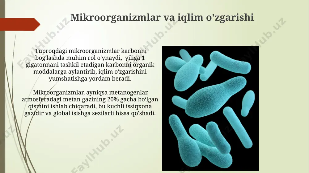 ylanishlarida ishtiroki, atmosferadagi gazlarning tarkibini o'zgartirib, global iqlim o'zgarishlariga ta'sir ko'rsatadi, bu jarayonda 1000 dan ortiq turdagi bakteriyalar va qo'ziqorinlar ishtirok etadi. tuproqdagi qo'ziqorinlar, xususan, mikorrizalar, o'simliklarning suv va ozuqa moddalarini yaxshiroq singdirishini ta'minlaydi, bu esa o'simliklarning 20-40% gacha ko'proq hosil olish imkoniyatini beradi. mikroorganizmlar va o'simliklar o'zaro ta'siri mikroorganizmlar, o'simliklarning o'sishini 20-30% ga tezlashtiruvchi fitohormonlar, masalan, auksin va giberellinlarni sintez qiladi, bu esa hosildorlikni oshirishga yordam beradi. rhizobium bakteriyalari dukkakli o'simliklar ildizlarida tugunchalar hosil qilib, atmosfera azotini o'simliklar uchun o'zlashtiriladigan shaklga o'tkazadi, bu jarayon 1 gektar maydonga 100 kg gacha azotni bog'lashga imkon beradi. antibiotiklarning atrof-muhitga ta'siri antibiotiklarning atrof-muhitga ta'siri tufayli antibiotiklarga chidamli bakteriyalar sonining ko'payishi kuzatilmoqda, bu esa inson salomatligi uchun jiddiy xavf tug'diradi. masalan, 2022 yilgi hisobotlarda 100 dan ortiq antibiotiklarga chidamli bakteriyalar aniqlangan. antibiotik ishlab chiqarish jarayoni va ularning chiqindilari atrof-muhitga zararli moddalar, masalan, organik erituvchilar va og'ir metallarni chiqaradi, bu esa biosistemaning muvozanatini buzadi. mikroorganizmlar …