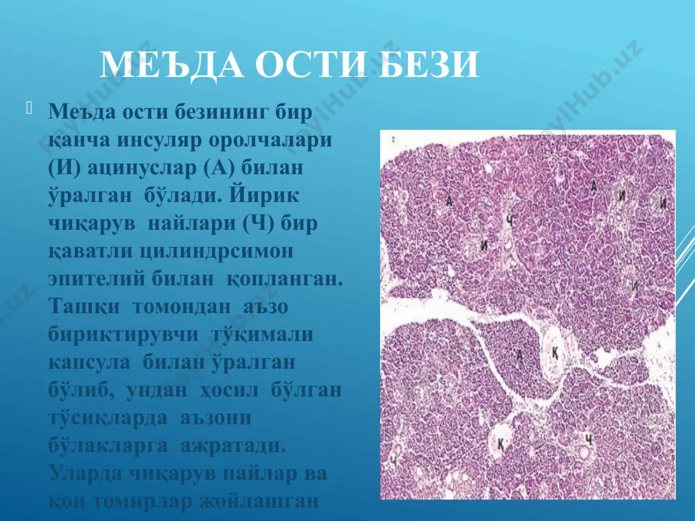 айи ўн икки бармоқли ичакнинг кичик сўрғичига очилади ўт пуффаги ўт қопининг деворининг девори 1) шиллиқ пардаси йирик ва кенг бурмалар ҳосил қилган ва бир қаватли цилиндрсимон эпителий билан қопланган. унинг остида хусусий пластинка жойлашади; 2)мушак-фиброз пардаси аъзо бўш пайтида асосан бўйлама йўналган мушак толалардан иборат; 3) ташқи томондан адвентиция , қисман сероз парда билан қопланган image1.png image2.png image3.png image4.jpeg image5.png image6.jpeg image7.png image8.jpeg image9.png image10.png image11.png image12.png image13.png image14.png image15.png image16.png image17.jpeg image18.png image19.png image20.png image21.png image22.png image23.png image24.png image25.png image26.png image27.png /docprops/thumbnail.jpeg