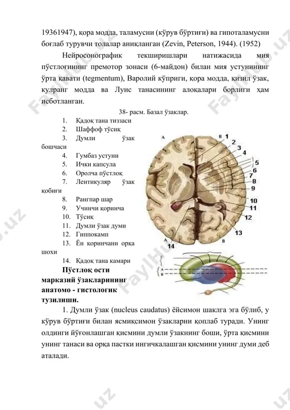 us lentifоrmis) думли ўзакнинг ташқи томонида жойлашган. ички капсуланинг олдинги оёқчаси ясмиқсимон ўзакни думли ўзакдан, унинг орқа оёқчаси эса ясмиқсимон ўзакни кўрув бўртиғидан ажратиб туради. ясмиқсимон ўзак учбурчак ёки пирамидасимон формага эга, унинг асоси ташқи, учи эса ичкари ва пастки томонга қараган. ясмиқсимон ўзакка оддий кўз билан қаралганда ҳам унинг ташқи қисми қобиғи (putamen) тўқ кулранг, ўрта ва ички қисми эса рангсизроқ. бу ўзакнинг қисмлари ўзаро юпқа оқ модда қатлами билан ажралиб туради. ясмиқсимон ўзакнинг рангсизроқ ўрта ва ички қисми рангпар шар (glоbus pallidus) номи билан аталади. ясмиқсимон ўзакнинг ташқи бўлаги қобиқнинг ранги тўқроқ эканлигининг сабаби шундаки, унинг ўтказувчи йўллари (толалари) миелин парда билан қопланмаган, оч рангга эга бўлган қисми рангпар шар эса асосан миелин пардали толаларга бой. охирги йилларда рангпар шар ва унинг тармоқ қисмига, тааллуқли бўлган маълумотларга ўзгартиришлар киритилган. собиқ совет олимлари ю.я.либерзон (1987) ва л.а.кукуев (1955) ясмиқсимон ўзакнинг ташқи қисми - putamen фило ва онтогенез даврида олдинги …