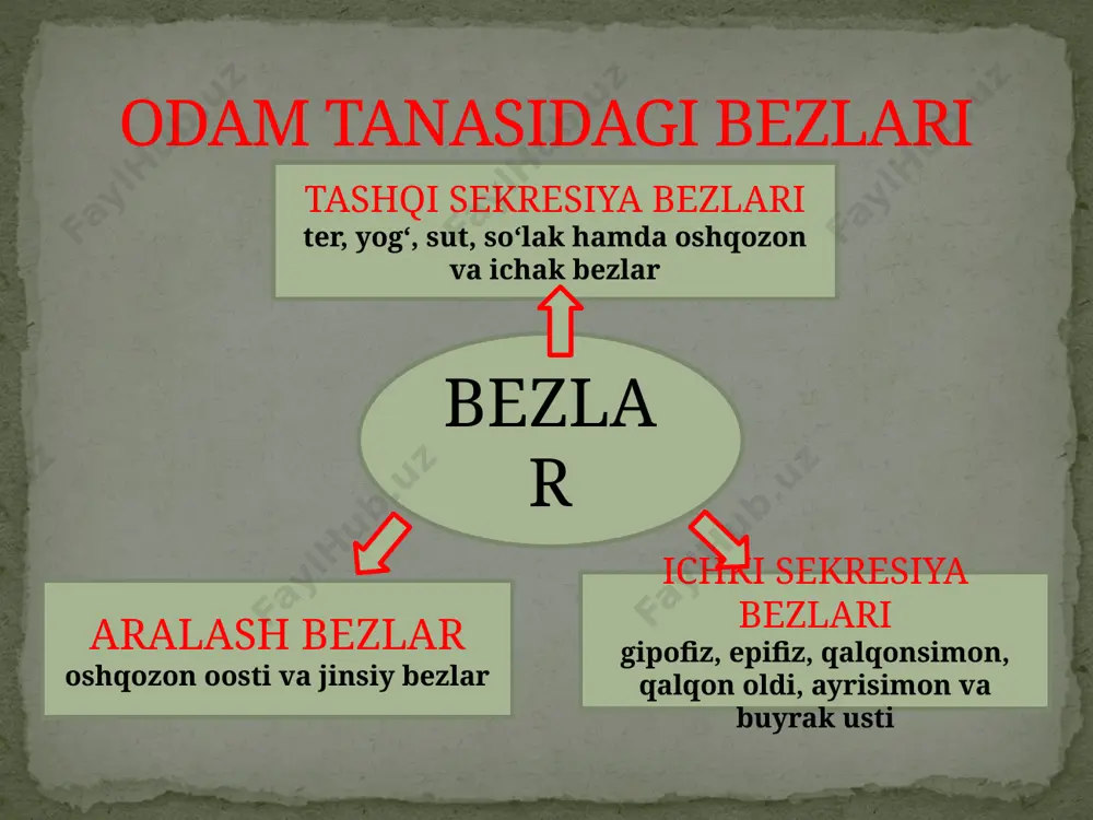 ada saklashni tay’minlaydi. gormon funksiyasi no'xatsimon, massasi 0,5-0,6 g ga teng bo'lib, bosh miyaning ostki sohasida, kalla suyagining turk egarchasi deb atalgan qismida joylashgan. u ishlab chiqaradigan gormonlar organizmdagi moddalar almashinuvi jarayonini uyg‘unlashtirishda katta ahamiyatga ega. gipofiz gipofiz organizmdagi barcha ichki sekretsiya bezlarining ishini tartibga soluvchi hukmron bez hisoblanadi. uning funksiyasi markaziy nerv tizimi tomonidan , ya’ni oraliq miyada joylashgan gipotalamusdan ajraladigan neyrogormonlar orqali boshqariladi. gipofiz oldingi qismi somototrop gormoni (stg) adrenokor-tikotrop gormon tireotrop gormon gonadotrop gormon laktotrop gormon lyuteinlovchi gormon somototrop gormoni (stg) adrenokor-tikotrop gormon tireotrop gormon somototrop gormoni (stg) bolalar va o'smirlarning o'sishini, rivojlanishini, organizmda oqsillar sintezlanishini boshqaradi. ko'p ishlab chiqarilsa, bo'y me'yoridan ortiq o'sib ketadi. bu holatga gigantizm, bunday odam esa gigant deb ataladi. kamroq ishlab chiqarilsa, bo'y o'sishi sekinlashadi, bunday holga nanizm deyiladi. bunday bo'yi past odam gipofizar pakana deyiladi. ularning bo'yi past bo'lsa ham aqliy faoliyati normal bo'ladi. bo'y o'sishi to'xtagan katta odamlarda somatotrop gormoni …