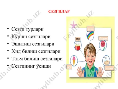 sezgilar (sensory organs) — PPTX