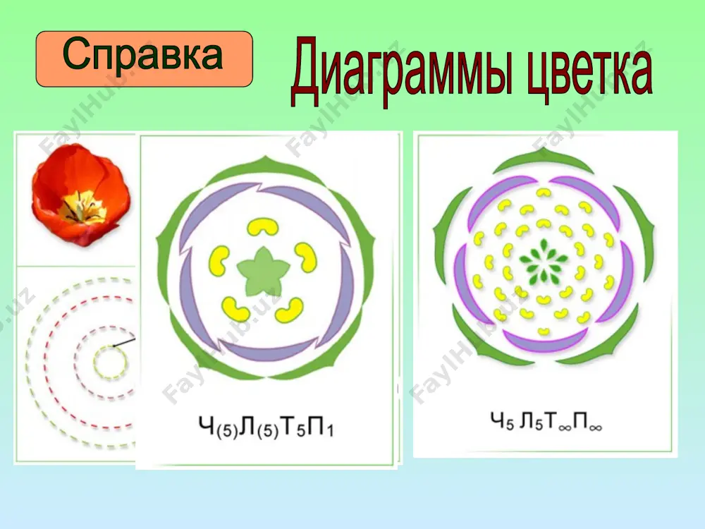 семейство крестоцветные - Page 3
