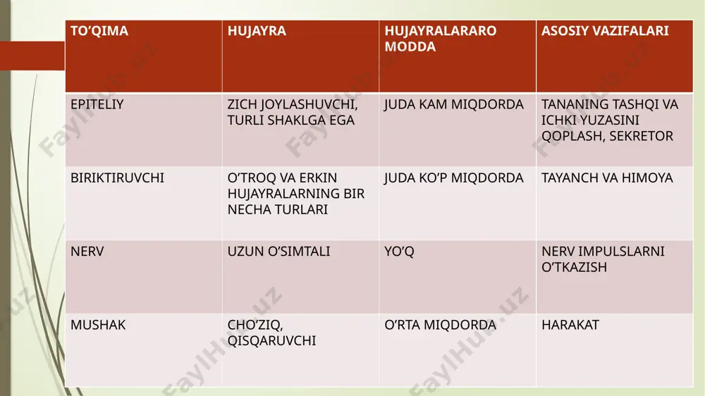 liq (qadahsimon hujayra) - oqsil-shilliqli (soʻlak bezi) - yogʻli (yogʻ bezi) 29 epitelial bezlar tasnifi(davomi) tuzilishiga koʻra: oxirgi boʻlimining shakli boʻyicha - naysimon (ter bezi) - alveolyar (yogʻ bezi) - naysimon-alveolyar (sut bezi) oxirgi boʻlimining tarmoqlanganligi boʻyicha - tarmoqlangan (soʻlak bezi) - tarmoqlanmagan (yogʻ bezi) chiqaruv nayining tarmoqlanganligi boʻyicha - oddiy (ter bezi) - murakkab (me'da osti bezi) ekzokrin bezlarning sekretor sikli sekretor sikl – bez hujayrasi tomonidan sekretni sintezlash, toʻplash va chiqarish jarayonlarini oʻz ichiga oladi. sekretor sikl bosqichlari: 1) yutish; 2) sintezlash; 3) toʻplash; 4) ajratish; 5) tiklash. bezli epiteliy glandulositlar – bezli epiteliy hujayralari sekretsiya turlari i – merokrin, ii – mikroapokrin iii – makroapokrin, iv - golokrin merokrin bezlar mеrokrin tipdagi sеkrеtsiya: bu sеkrеtsiya turi kеng tarqalgan bo‘lib, mеmbrana bilan bog‘langan oqsillarni, glikoprotеinlarni ekzotsitoz yordamida tashqariga chiqarilishidir.mеrokrin bеzlarga tеr va so‘lak bеzlari misol bo‘ladi. apokrin bezlar apokrin tipdagi sеkrеtsiya: hujayraning apikal qismida еtilgan sеkrеt donalar to‘planadi …