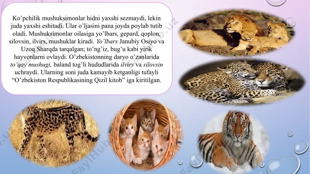 ham ma'lum bo'lgan o'rta osiyo leopari feline oilasiga mansub yirtqich sutemizuvchilarga tegishli. leopardning bu kenja turi asosan g'arbiy osiyoda yashaydi va panther jinsining yorqin, ammo juda kam uchraydigan vakili. afrika sheri arslon har doim hayvonlarning shohi bo'lgan, hatto qadimgi davrlarda bu hayvon butga sig'ingan. qadimgi misrliklar uchun sher boshqa dunyoga kirish yo'lini qo'riqlab, qo'riqchi jonivor vazifasini bajargan. qadimgi misrliklar uchun unumdorlik xudosi aker sher sherigi bilan tasvirlangan. zamonaviy dunyoda ko'plab davlatlarning ramzlarida hayvonlarning shohi tasvirlangan. osiyo gepardi bu gepardiya pastki turlaridan biri bo'lib, uning tarqalish maydoni ilgari hindiston va yaqin sharqning ulkan hududi bo'lgan. u o'zining chiroyli terilari uchun ko'plab ovchilarning qurboniga aylandi. dastlab u hindiston erlaridan, keyin erondan tashqari yaqin sharq mamlakatlarida g'oyib bo'ldi. 2000 yillarning boshlarida mutaxassislar soni 100 ga yaqin hayvonlarni tashkil etdi. manul rossiyaning qizil kitobiga kiritilganlar orasida yovvoyi mushuk ham bor - pallas, ikkinchi nomi pallas mushukidir. ushbu noyob yirtqich hayvon oltoy va transbikal o'lkalarining …