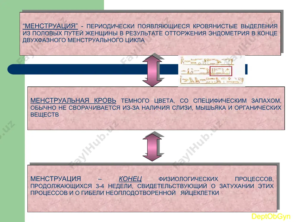 obgyn эндометрий – фаза секреции уменьшение сочности ткани, сближение желез эндометрия и спиральных артериол; выражена децидуальная реакция; в строме компактного слоя - лейкоцитарная инфильтрация, в поверхностном слое - расширенные вены, в которых образуются тромбы; появление очагов некроза и кровоизлияний deptobgyn беременность не наступает обратное развитие желтого тела-резкое снижение в крови прогестерона и эстрогенов кровотечение (менструация) факторы, обуславливающие возникновение менструального кровотечения падение уровня гормонов (прогестерона и эстрогенов); нарушение и застой кровообращения и деструктивные изменения в функциональном эндометрии; сосудистые изменения -расширение, а затем спазм,повышение проницаемости стенок сосудов; лейкоцитарная инфильтрация стромы компактного слоя; образование некрозов и очаговых гематом эндометрия; повышение содержания протеолитических и фибринолитических ферментов эндометрия. deptobgyn эндометрий – фаза секреции уменьшение сочности ткани, сближение желез эндометрия и спиральных артериол; выражена децидуальная реакция; в строме компактного слоя - лейкоцитарная инфильтрация, в поверхностном слое - расширенные вены, в которых образуются тромбы; появление очагов некроза и кровоизлияний deptobgyn беременность не наступает обратное развитие желтого тела-резкое …