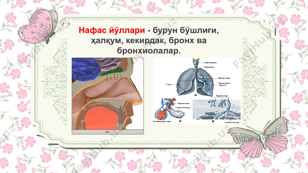 физиология фани - Page 5