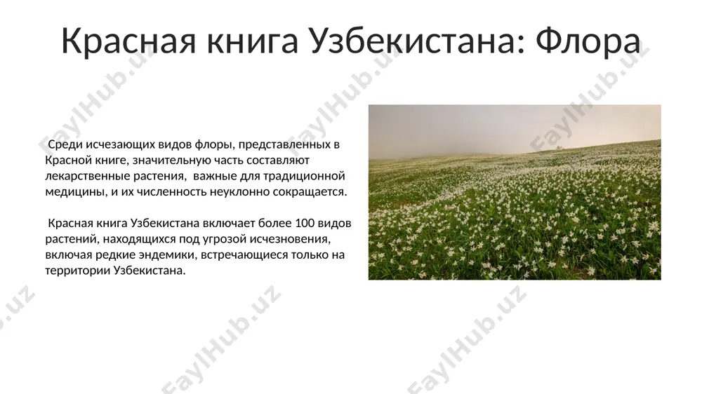 флора и фауна в узбекистане - Page 5