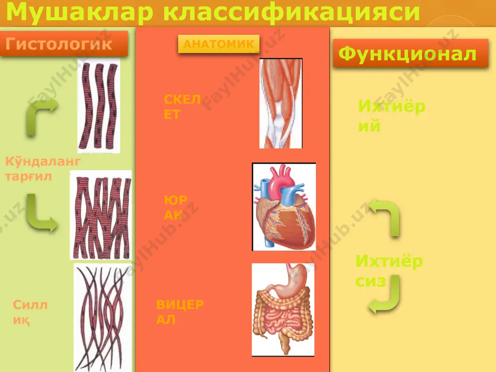 мушаклар физиологияси. асаб толаси ва синапслар - Page 4
