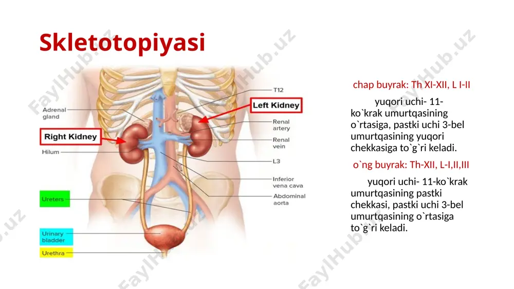 siydik chiqaruv a’zolarining anatomiyasi - Page 4