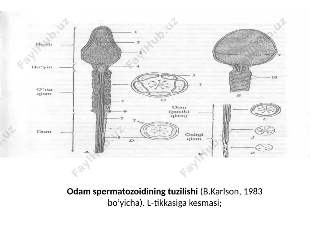 somatik embriogenez va uni o’rganishning ahamiyati - Page 5