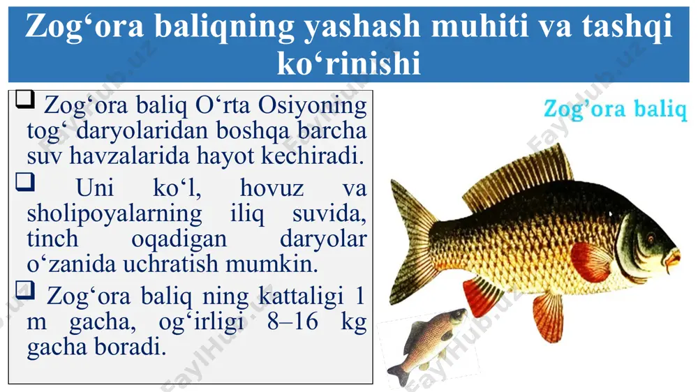 igi paypaslagichlar bilan o‘ralgan; h) xorda skeleti umrbo‘yi saqlanib qoladi; j) suzgichlari teri burmasidan iborat. jumboqlarni yeching. nima sababdan baliqchi to‘riga yoki savatiga kirib qolgan baliq qaytib chiqolmaydi? nima sababdan suv tubida yashaydigan yoki birmuncha yirik baliqlarning suzgich pufaklari bo‘lmaydi? savollarga javob bering 1. baliqlarning tana shakli yashash muhitiga qanday moslashgan? 2. baliqlarning suzgichlari qanday tuzilgan? 3. baliqlar terisi qanday tuzilgan? 4. baliqlar umurtqa pog‘onasi qanday tuzilgan? 5. suzgichlar skeleti qanday tuzilgan? 6. suzgich pufagi qanday tuzilgan? bu rasmda nimani ko‘rib turibsiz? endi –chi? t f s n z l r f i l jumboqni yeching quyidagi rebusda qaysi laboratoriya asbobi yashiringan? l e raketa skalpel uyga vazifa darslikning 29 - §. 101 – 105 betlarini o‘qib konspektlashtiring va zog‘ora baliqning rasmini chizing. qanotli baliq dengiz otchasi ? aqlni charxlaymiz! image1.png image2.png image3.png image4.png image5.png image6.png image7.png image8.png image9.png image10.png image11.jpeg image12.jpeg image13.png image14.png image15.png image16.png image17.jpg image18.png image19.png image20.png …