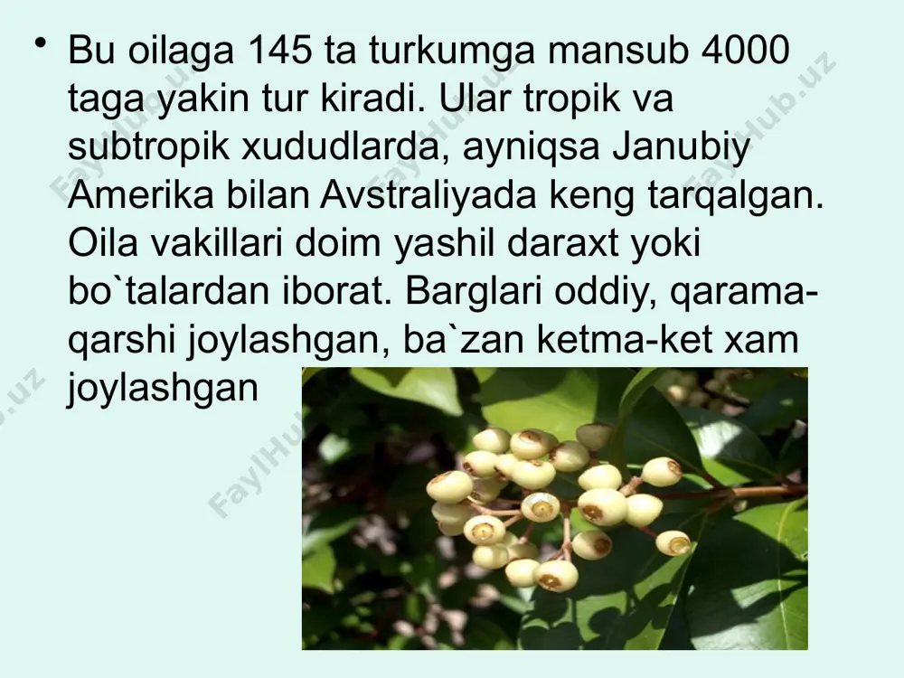 ullarida 5 dan 8 tagacha tojibarg va ko’p changchilar bo’ladi. anorning guli ikki jinsli, zigomorf gulining shakli ikki xil bo’ladi. biri ko’zacha shaklli, uzun urug’chisi bo’lib, ular meva tugadi, ikkinchilari qo’ng’iroq shaklli qisqa urug’chisi bo’lib, meva tugmaydi. tugunchalari ostki, birin - ketin joylashgan ikki qator mevachi barglardan tuzilgan. mevasi – sohta rezavor meva. bu meva etdor meva qatidan va ko’pgina urug’dan iborat bo’lib, urug’lar sirti sersuv va etdor po’st bilan qoplangan. anor asosan manzarali daraxt sifatida o’stiriladi. anorda limon kislota va “s” vitamini ko’p bo’ladi. ildiz po’stlog’i va meva po’stida oshlovchi moddalari hamda meditsinada ishlatiladigan alkaloidlar bor. shoxining va mevasining po’stidan qora rangli bo’yoq tayyorlanadi. yog’ochlik qismi sarg’ish rangli zich va qattiq bo’lib, undan har xil mayda buyumlar yasaladi. image1.jpeg image2.jpeg image3.png image4.jpeg image5.jpeg image6.jpeg image7.jpeg image8.jpeg image9.jpeg image10.jpeg image11.jpeg