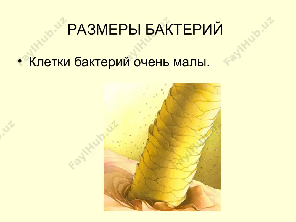 я - яблони, груши и др.; черная гниль капусты; мягкая гниль многих растений; опухоли корней растений несмотря на вред, приносимый (бактериальный корневой рак); опухолевидные наросты на листьях (галлы) и др.