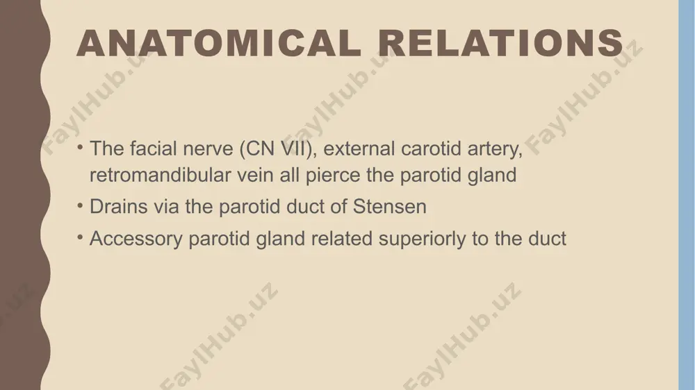 parotid gland anatomy - Page 4