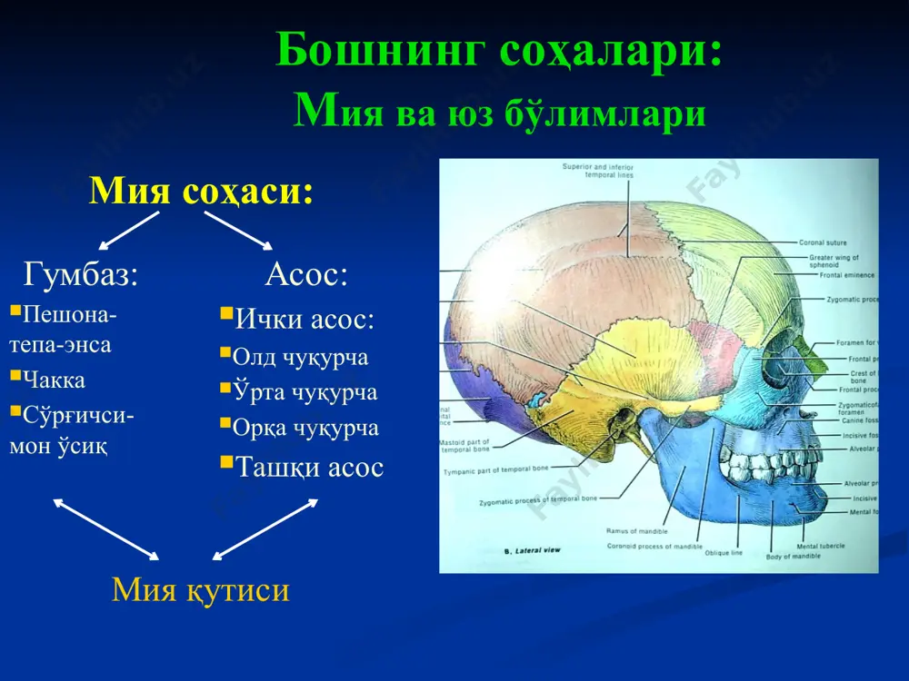 shida operatsiyalar kichik to'g'ri jarohatga tomir choki plastika - burdenko usuli (miya qattiq pardasi tashqi qavatidan lahtak olib yopish) yoki son serbar fastsiyasi bilan yopish sinusni tamponada qilish (ketgut o'ramini sinusga kiritish orqali) sinusni bog'lash (asoratlari bor!) peshona-tepa-ensa sohasi qavatlari: teri teri osti kletchatkasi aponevroz dubulg'asi (shlem) aponevroz osti kl-kasi suyak usti pardasi suyak parda osti kl-kasi suyak peshona-tepa-ensa sohasi qon tomirlarga xos xususiyatlar: radial yo'nalgan (kalla asosidan uning cho'qqisiga) arteriya va nervlar pastdan yuqoriga yo'nalgan qon tomirlar yuza joylashgan (teri ostida) va vertikal biriktiruvchi to'qimali to'siqchalarga birikkan tomir jarohatlanganda yopilib qolmaydi ko'p qon ketadi arteriyalar orasida boy anastomozlar (ikkala tashqi uyqu hamda ichki va tashqi uyqu arteriyalari shoxlari orasida) kalla ichidagi va uning tashqarisidagi venalarning o'zaro anastomozlashuvi peshona-tepa-ensa sohasi kletchatkalari teri osti kletchatkasi - katakchali tuzilishi (“g'urra” – gematoma) aponevroz osti g'ovak kletchatkasi (gematoma va yiring bosh gumbazi bo'ylab tarqalganligi) suyak parda osti kletchatkasi (suyak usti pardasi suyak choklariga …