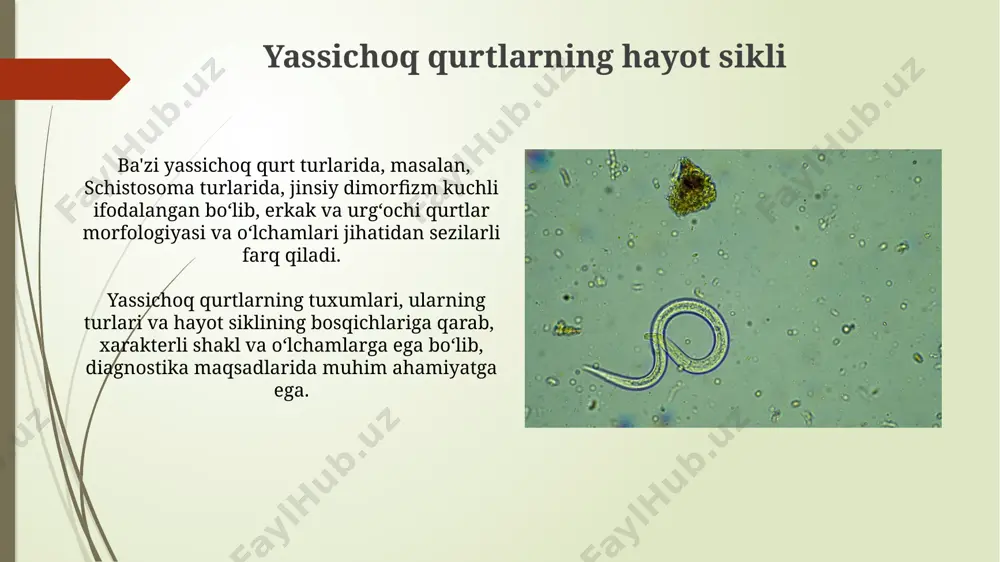 yassı chuvalchanglar - Page 3