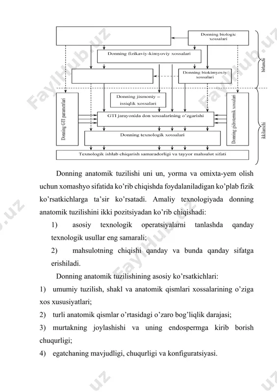 lantiradigan tuklar hosil qiluvchi uzun kataklar ko’rinishiga ega. o’rta qatlam – mezokarpiy yoki o’rta parenxima, don bo’ylab 2-3 qator bo’lib joylashgan qo’pol devorli hujayralardan iborat (ba’zan hujayralarning bu qatlami yo’q bo’ladi). ko’ndalang kataklar uzunchoq, qalin devorli, xlorofill tashuvchi deb nomlanuvchi qatlam tashkil qiladi. ichki epidermis – teri bo’lib, don bo’ylab joylashgan naysimon hujayralardan iborat. urug’ qobiqlar hujayralarning ikki qatlamidan iborat. yuqori qatlam meva qobiqlarning yuqoridagi hujayralariga nisbatan ko’proq yoki kamroq o’tkir burchak ostida joylashgan, bir-biri bilan deyarli perpendikular ikki qator nozik rangsiz hujayralardan iborat, pastki qatlam esa pigment bilan bo’yalgan qalin devorli hujayralardan iborat. gialin qatlam – bu plyonka ko’rinishidagi yupqa rangsiz hujayralar. donning hayotida bu katta ahamiyatga ega, chunki endospermga suv o’tkazmaydi va shu tariqa zaxira moddalarni zararlanishdan saqlaydi. endosperm aleyron qatlami va un jismidan iborat. aleyron qatlam qobiqlar ostida joylashgan va bir qator to’g’ri burchakli, qalin devorli va juda mustahkam hujayralar ko’rinishida bo’ladi. unli jism, turli kattalik va …