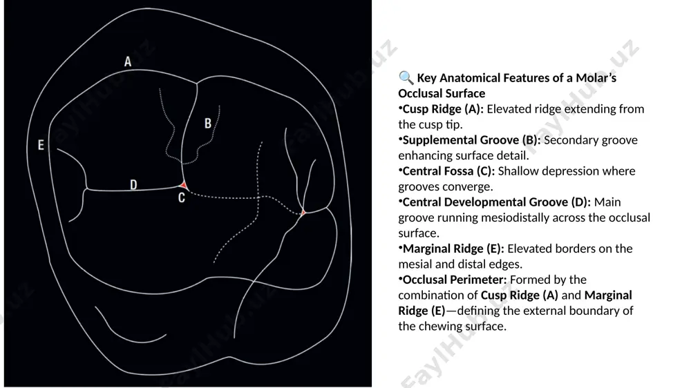 groove configuration. thank you for attention image1.png image2.png image3.png image4.png image5.png image6.png image7.png image8.png image9.png image10.png image11.jpeg image12.png image13.png image14.png image15.png image16.png image17.png image18.png image19.png image20.png image21.png image22.png image23.png image24.jpeg image25.jpeg image26.jpeg image35.png image36.png image27.png image28.png image29.png image30.png image31.png image32.png image33.png image34.png image37.png image38.png image39.png image40.png image41.png image42.png image43.png image44.png image45.png image46.png image47.png image48.png image49.png image50.png image51.png image52.png image53.png image54.png image55.png image56.png image57.png image58.png image67.png image68.png image59.png image60.png image61.png image62.png image63.png image64.png image65.png image66.png image69.jpeg /docprops/thumbnail.jpeg