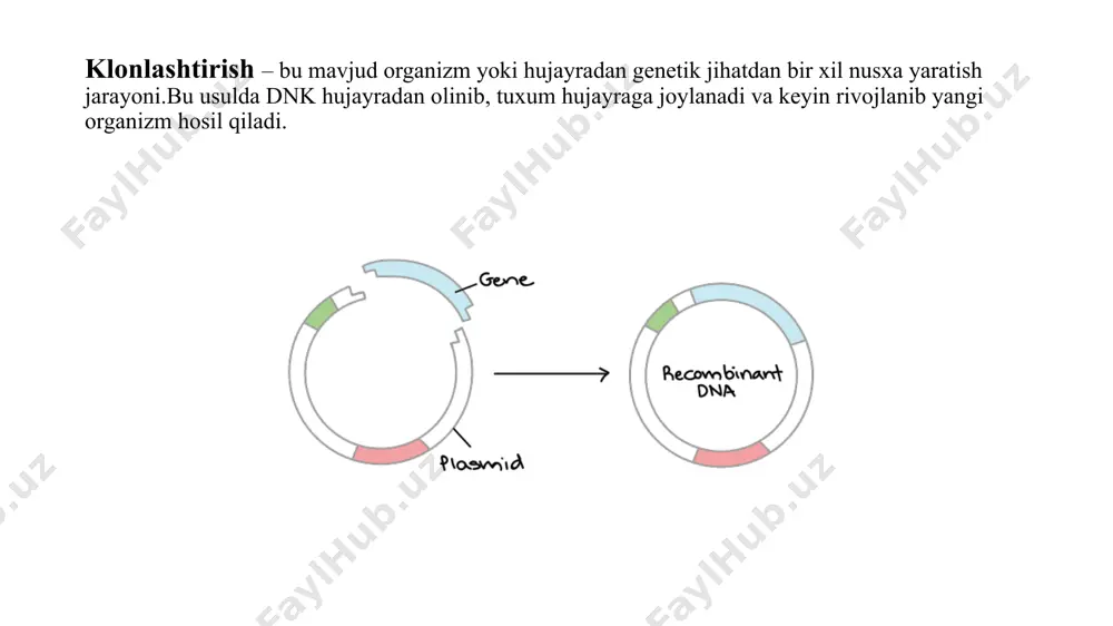 to‘qimalarni yoki organlarni davolash uchun maxsus hujayralar (masalan, ildiz hujayralar) olish maqsadida klonlash. bu ikkala tur faqat insonlar uchun qo’llaniladi . insonning klonlashiga asosiy e'tiroz - klonlangan embrionlarning embrion ildiz hujayralarini ishlab chiqarishda ishlatilishi va klonlangan embrionlar oxir-oqibat vayron bo'lishidir. xuddi shu e'tirozlar embrion ildiz hujayralari klonlashmagan manbalardan foydalanadi. klonlash quydagi sohalarda qo’llaniladi 🔬 1. tibbiyot sohasida organlar klonlanishi: organ yetishmovchiligi bo'lgan bemorlar uchun donor organlar yaratish. dori sinovlari: klonlangan hujayralar dorilarni sinash uchun ishlatiladi. genetik kasalliklarni tadqiq qilish: genetik jihatdan bir xil bo‘lgan hujayralar yordamida kasalliklar sababi o‘rganiladi. 🐄 2. qishloq xo‘jaligida yuqori mahsuldor hayvonlarni klonlash: sog‘im sigirlari, tez o‘suvchi qo‘y va echkilarni ko‘paytirish. zararkunandalarga chidamli o‘simliklarni yaratish: o‘simliklarni genetik jihatdan takrorlab, unumdorligini oshirish. 🧬 3. genetika va biotexnologiyada genetik tajribalar: genlarni o‘rganish va ularni boshqarish.transgen organizmlar yaratish: muayyan xususiyatga ega organizmlarni yaratish. 🐁 4. ilmiy tadqiqotlarda model organizmlar: masalan, kalamush yoki sichqonlarni klonlash orqali turli kasalliklar mexanizmlarini o‘rganish. …