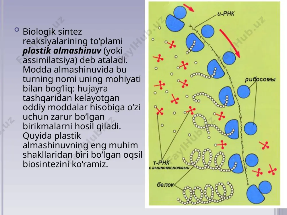murakkab jarayon bo‘lib, bunda xilma-xil ferment va rnklar ishtirok etadi. bu jarayon hujayraning maxsus sintez qiluvchi organoidi — ribosomalarda kechadi. dastlab aminokislotalar atf energiyasi yordamida faol holga keladi va t-rnklar yordamida ribosomalarga tashib keltiriladi. oqsil to‘g‘risidagi axborot dnk molekulasidan i-rnklar yordamida ko‘chirib olinadi va ribo-somaga beriladi. demak, dnkning zanjirlaridan birida rnk molekulasi sintezlanadi. i-rnk nukleotidlarning ketma-ketligi dnk molekulasidagi nuk-leotidlar ketma-ketligiga mos (komplementar) bo‘ladi oqsil sintezi transkripsiya va translyatsiya bosqichlarda amalga oshadi. dnkdagi oqsil to‘g‘risidagi axborotni i-rnkga ko‘chi rib o‘tilgandek yozili shiga transkripsiya deyiladi. transkripsiya yadroda kechadi. i-rnkdagi nukleotidlar ketma-ketligini aminokislotalar ko‘rinishida namoyon bo‘lishiga translyatsiya deyiladi. translyatsiya jarayoni ribosomada kechadi. shunday qilib, sitoplazmada ribosoma va i-rnkdan iborat oqsil sintez qiluvchi majmua hosil bo‘ladi. ribosoma i-rnk bo‘ylab harakat qiladi va polipeptid zanjirning hosil bo‘lishi boshlanadi. bu harakat davomida ribosomaga ketma-ket ravishda aminokislotalar kelib qo‘shiladi. aminokislota bilan tripletli kodining mos kelishini t-rnk belgilaydi. oqsil molekulasi sintezi tugallangach, polipeptid zanjir ribosomadan ajraladi. ribosoma va …