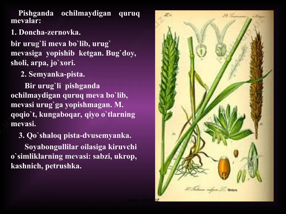 ho’l va quruq mevalar bir va ko’p urug’li mevalar - Page 5